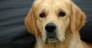 Why You Should Consider Dog Supplements For Your Golden Retriever NutriFlex