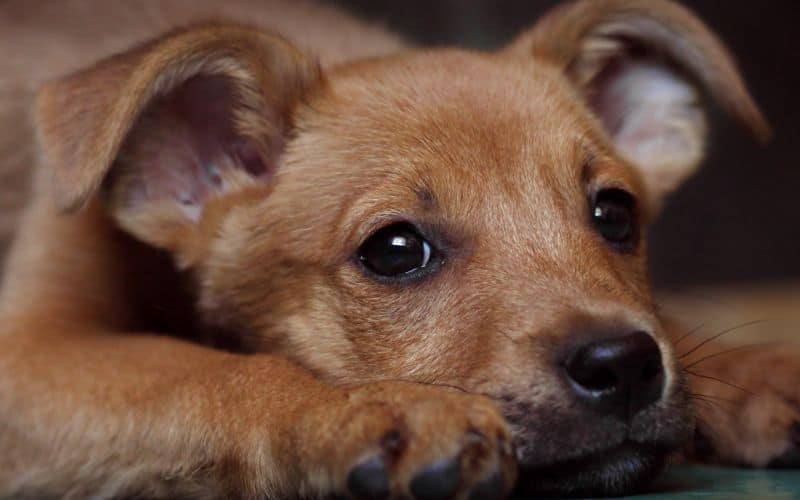 Dog-Joint-Care-Red-Puppy-Pooch-At-The-Shelter-Min