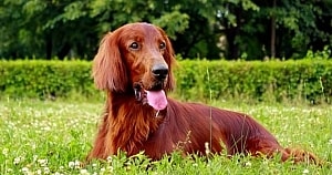 Dog-Joint-Care-The-Irish-Setter-Min