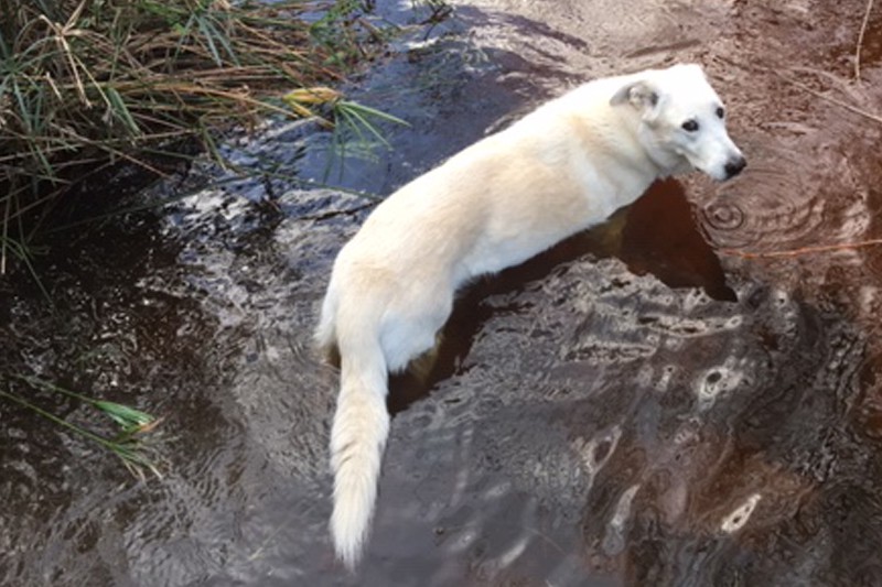 Dog Supplements Mixed Breed Dog Sitting In Stream