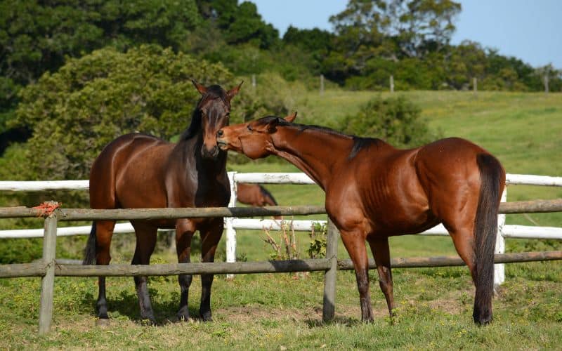 Horse-Supplements-Horses-Playing-In-Meadow-Min