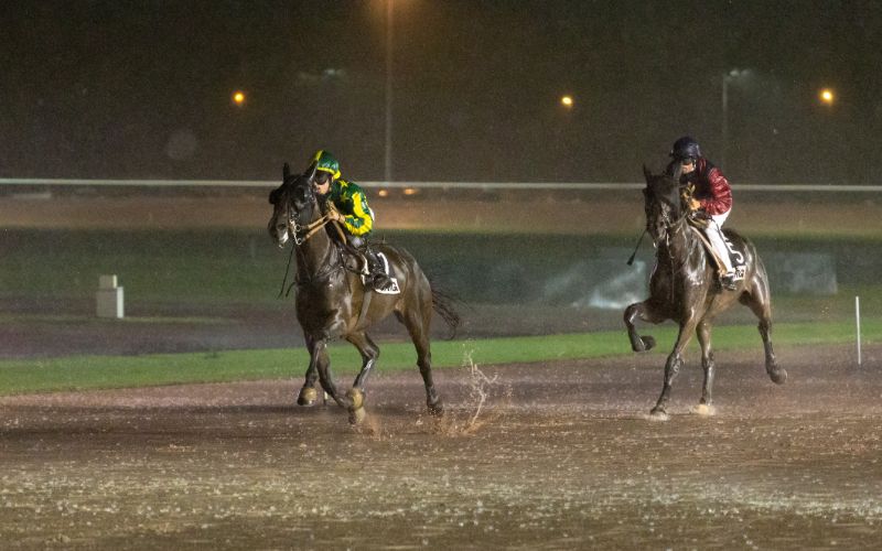 Horse-Supplements-Racing-Horses-In-Rain-Min