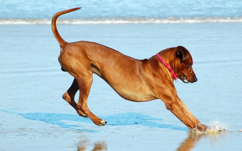 Dog-Joint-Care-Dog-Playing-In-Water-Min