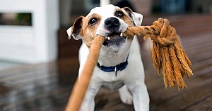 Small Dog Pulling On A Rope Toy