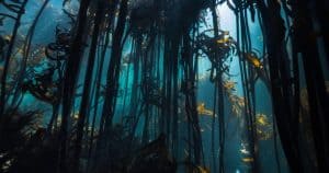 Underwater Sea Kelp Forest