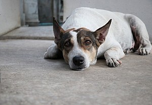 Oral Care For Dogs Senior Dog Looking Sad