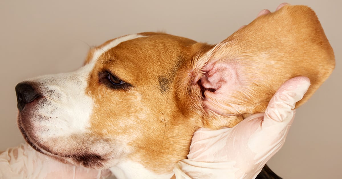 At home remedies for dog ear mites hotsell