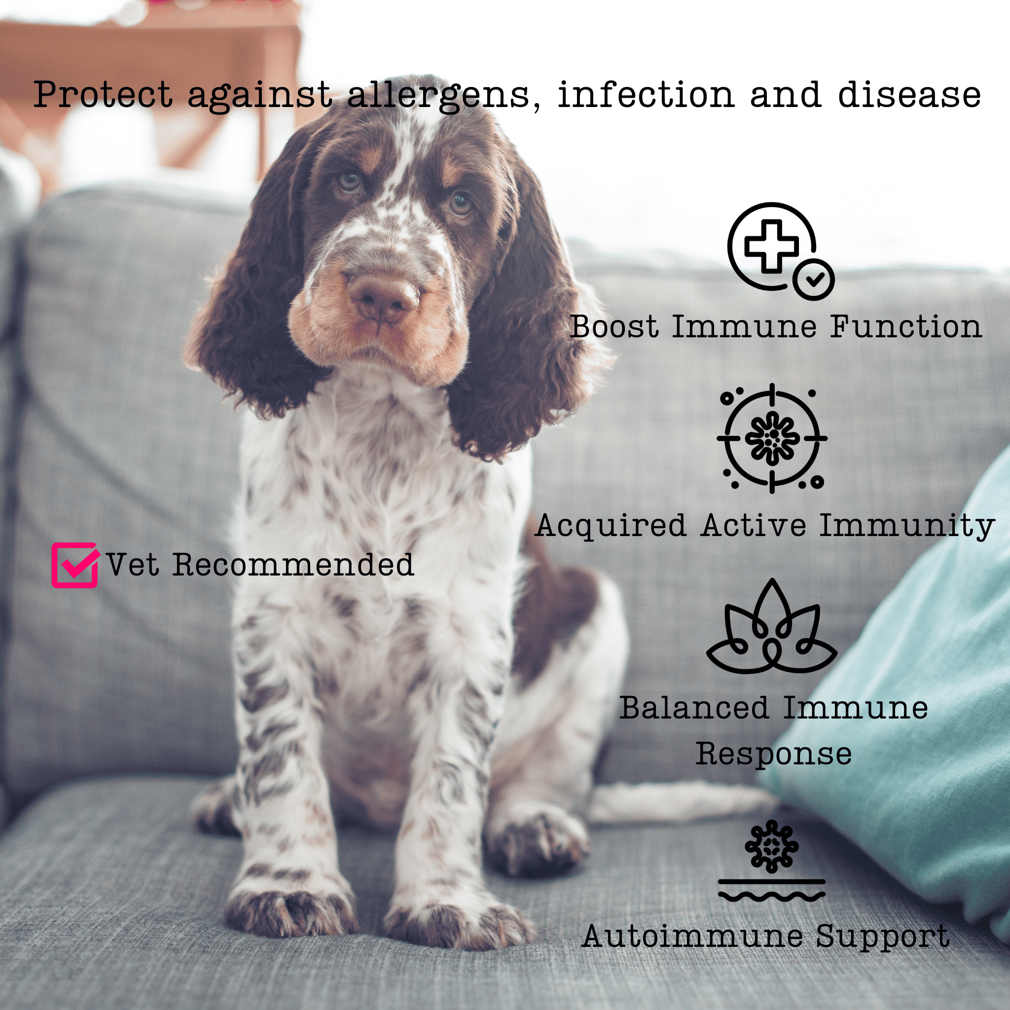 a lovable spaniel pup with a list of health benefits provided by bovine colostrum for dogs, including immune function and allergy protection, with vet recommendation icons