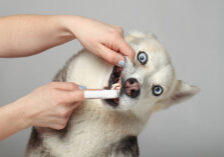 Person Brushing A Husky Dog'S Teeth Using A Finger Toothbrush. The Dog'S Mouth Is Open, Showing Its Clean White Teeth As The Person Gently Lifts Its Lip To Reach Hard-To-Clean Areas. This Scene Highlights The Importance Of Regular Oral Pet Care To Prevent Plaque Buildup And Support Dental Health In Pets, Ensuring Fresh Breath And Healthy Gums.