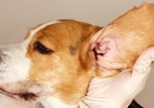 Ear Mites On Dogs Natural Home Remedies